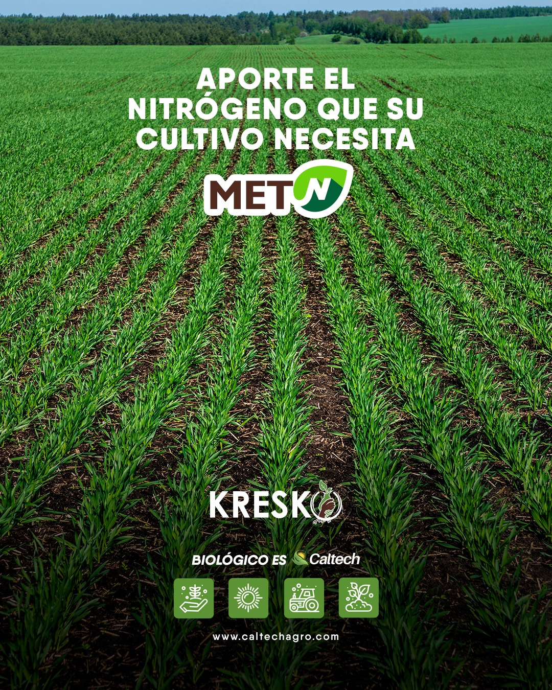 La Importancia de la Fertilización Nitrogenada en el Trigo: Cómo Obtener Mejores Rendimientos